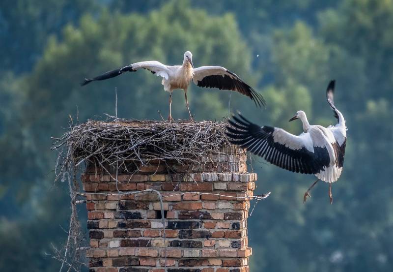 Professional Chimney Animal Removal Services in Metamora, Michigan