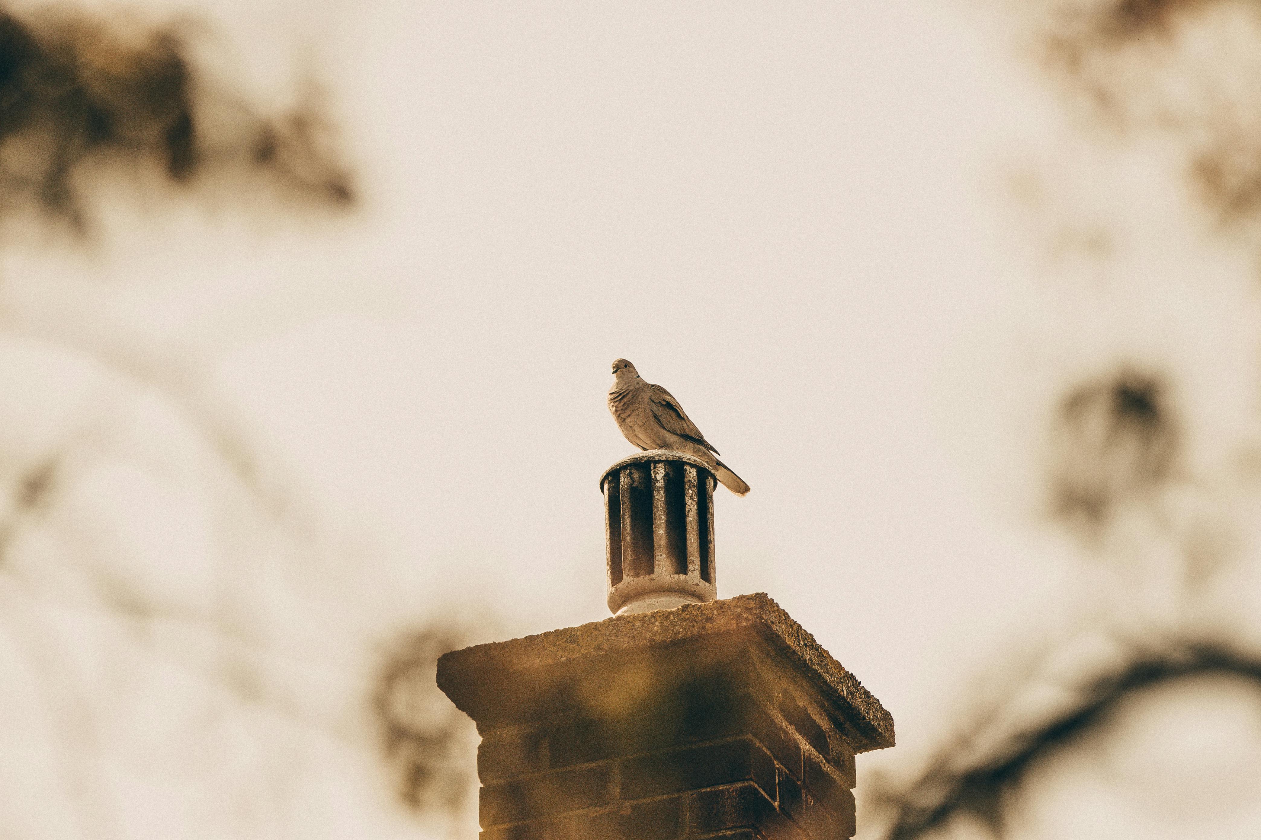 Expert Chimney Cap Installation in Metamora, Michigan
